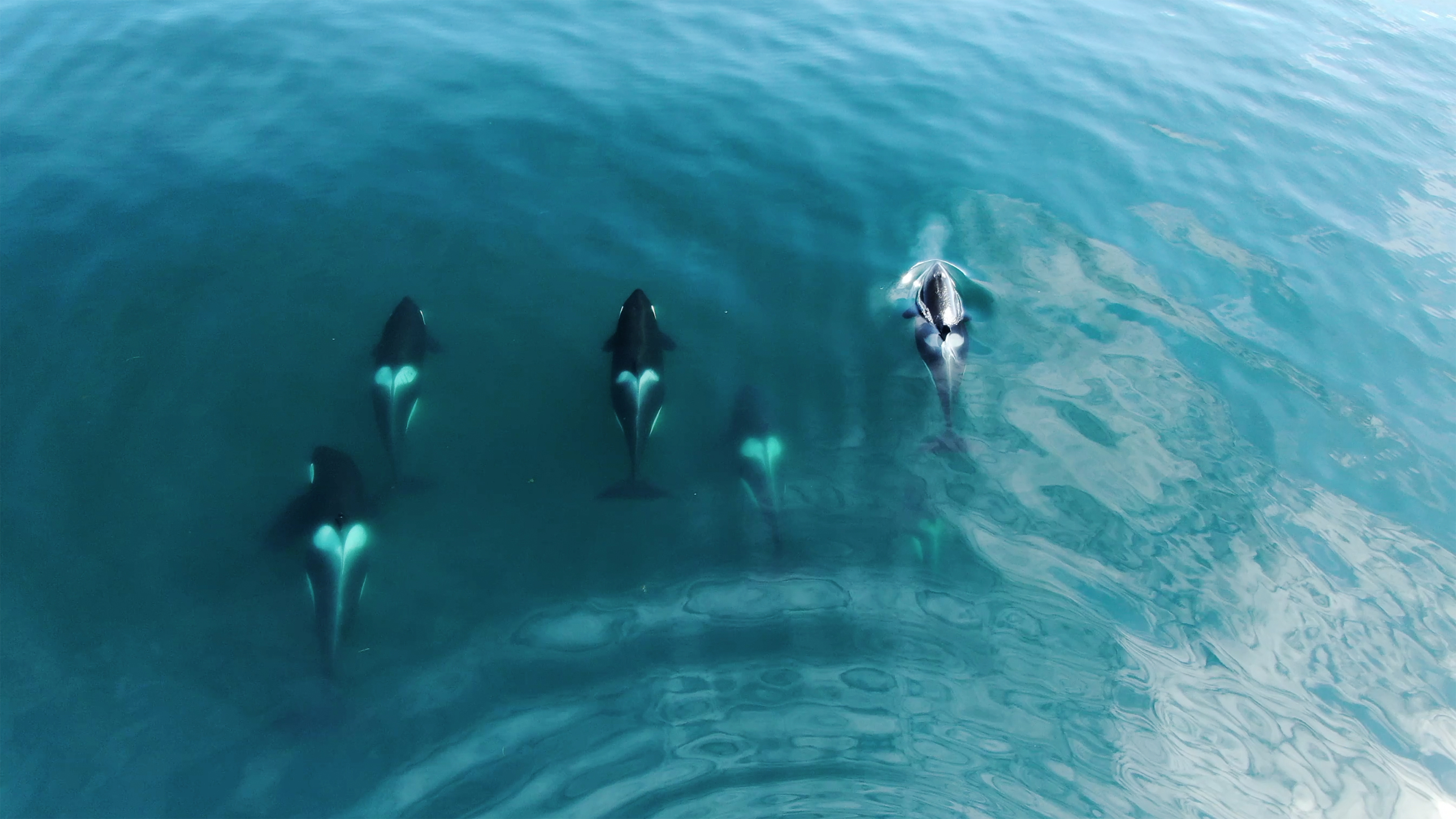 Wild Orcas Whales pod in open water in blue ocean